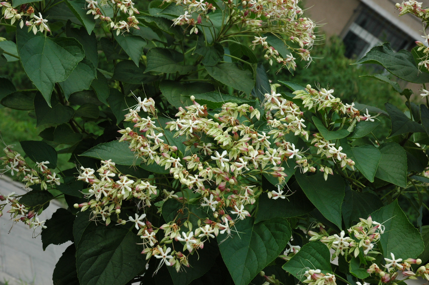  p>棣棠花属,蔷薇科落叶灌木,主要分布在中国和日本.