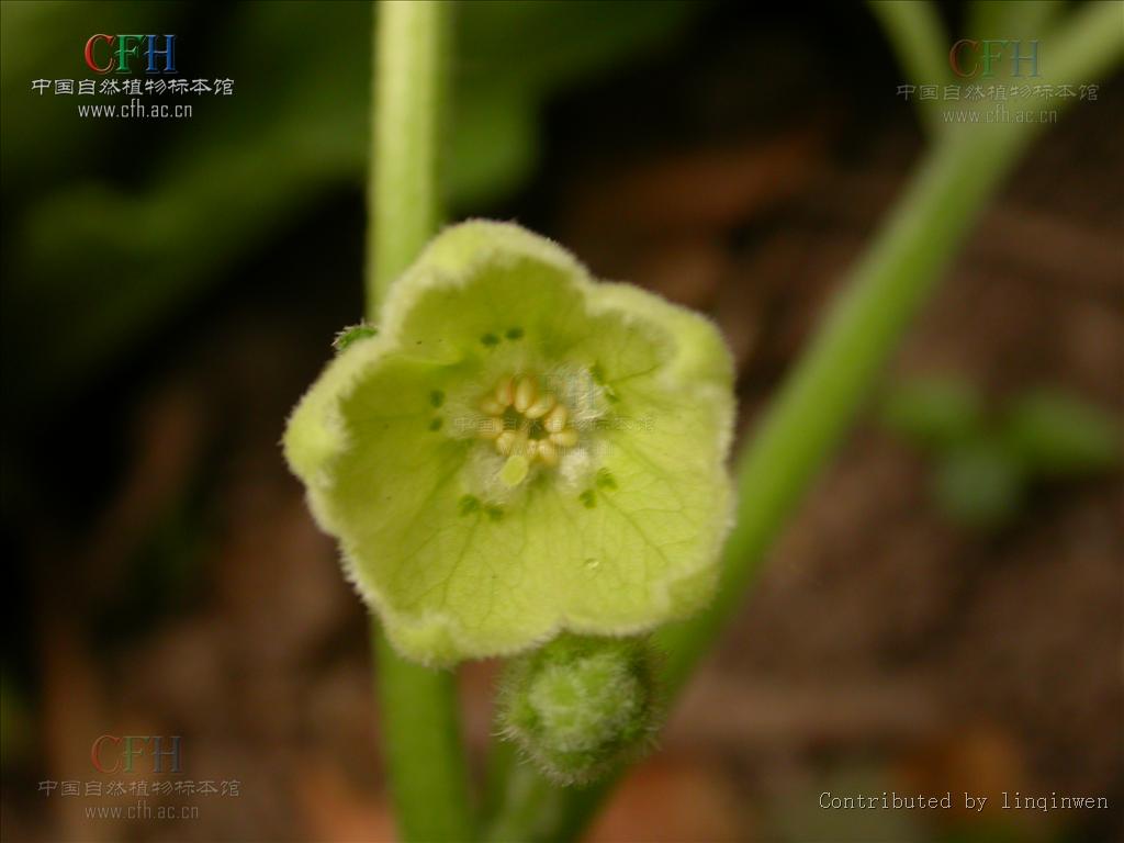 physaliastrum