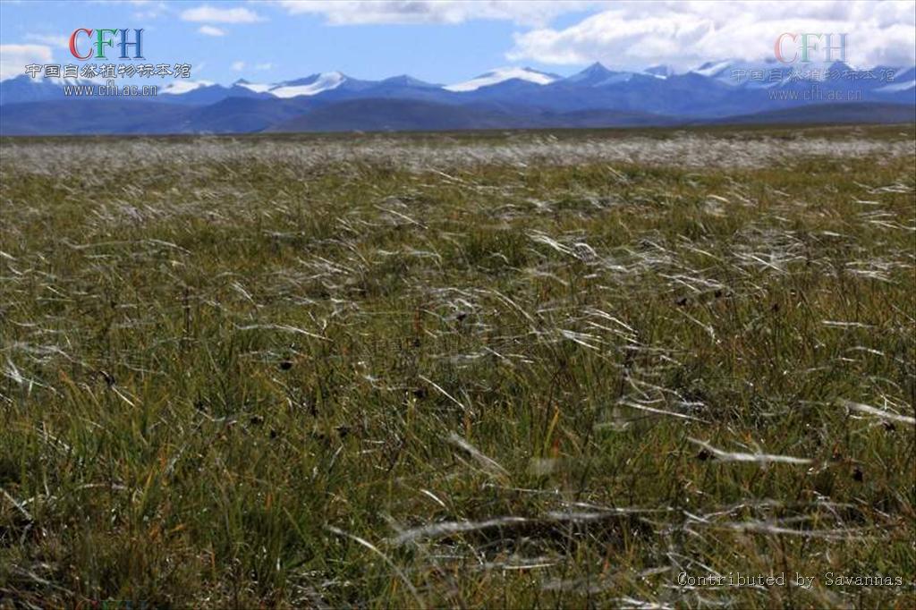  p>紫花针茅(学名: i>stipa purpurea /i> griseb.