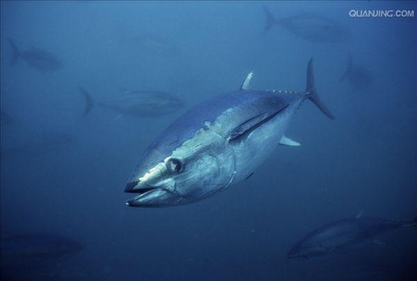  p>黄鳍金枪鱼(学名: i>thunnus albacores /i>)是鲭科,金枪鱼属下的