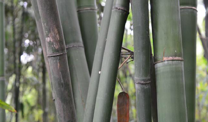  p>黄麻竹(学名: i>dendrocalamopsis stenoaurita /i> (w. t.