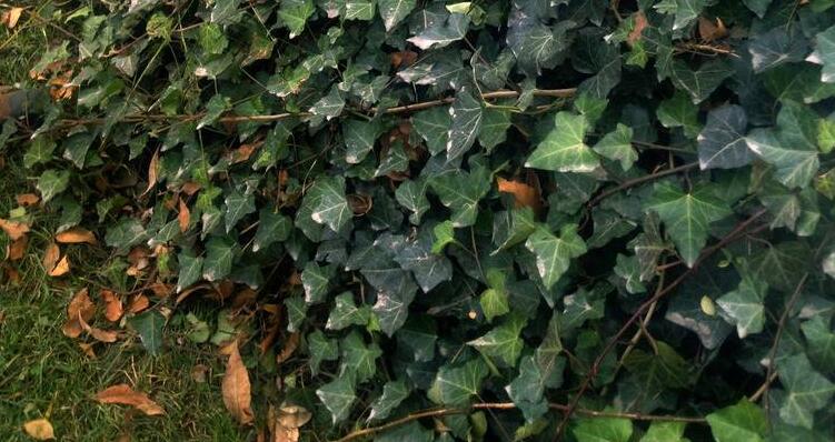  p>尼泊尔常春藤(学名: i>hedera nepalensis /i> k.