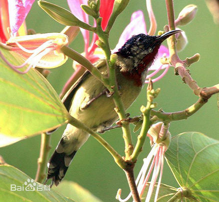  p>叉尾太阳鸟(学名: i>aethopyga latouchii /i>),别称燕尾太阳鸟,是