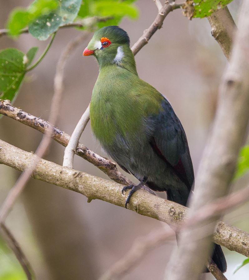  p>白颊冠蕉鹃(学名: i>tauraco leucotis /i>):体长43厘米,体重200