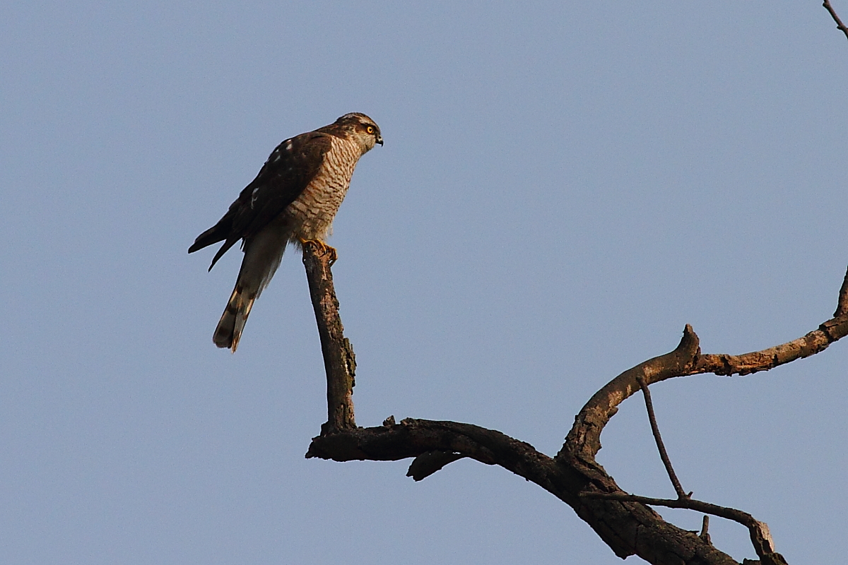  p>乌灰鹞(学名: i>circus pygargus /i>)为隼形目,鹰科鹞属的鸟类.