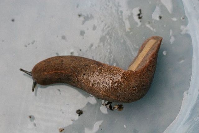 162679" data-lemmaid="162679">广西 /a>,台湾,海南及四川和云南等地