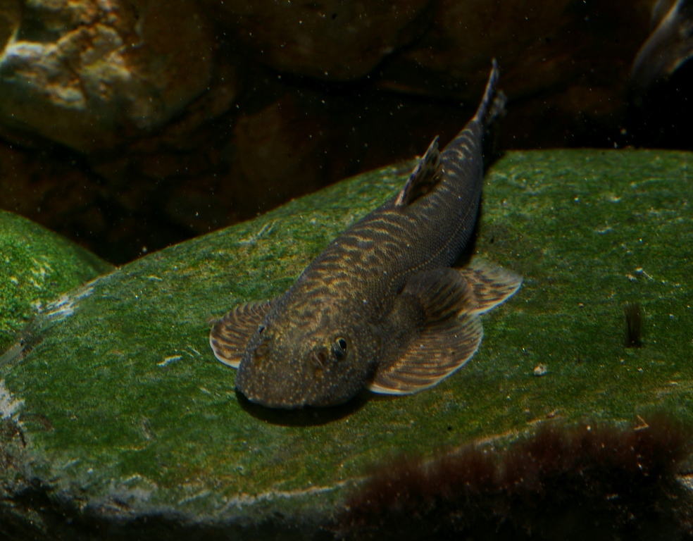  p>缅甸爬鳅, i>balitora brucei burmanicus  /i>(hora, 1932), a