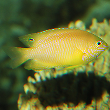  p>安邦雀鲷, i>pomacentrus amboinensis /i> (bleeker, 1868), a