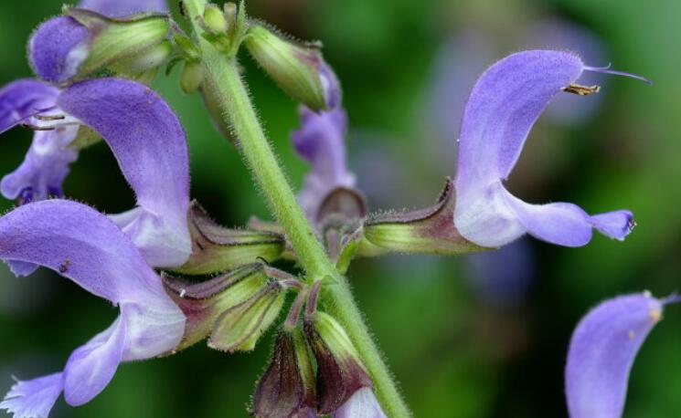  p>大叶鼠尾草(学名:salvia grandifolia w. w.
