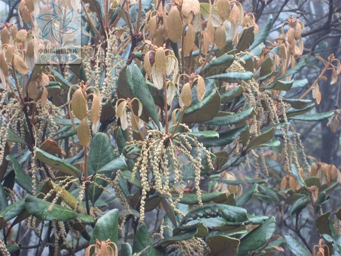  p>岭南青冈(学名:cyclobalanopsis championii (benth.) oerst.