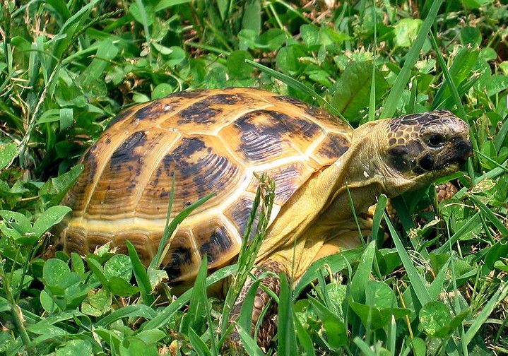  p>四爪陆龟( i>testudo horsfieldii /i>):又叫草原龟,是爬行纲,陆龟
