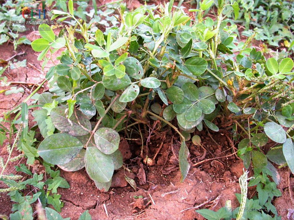  p>巴西花生藤别称为落地花生,遍地黄金.