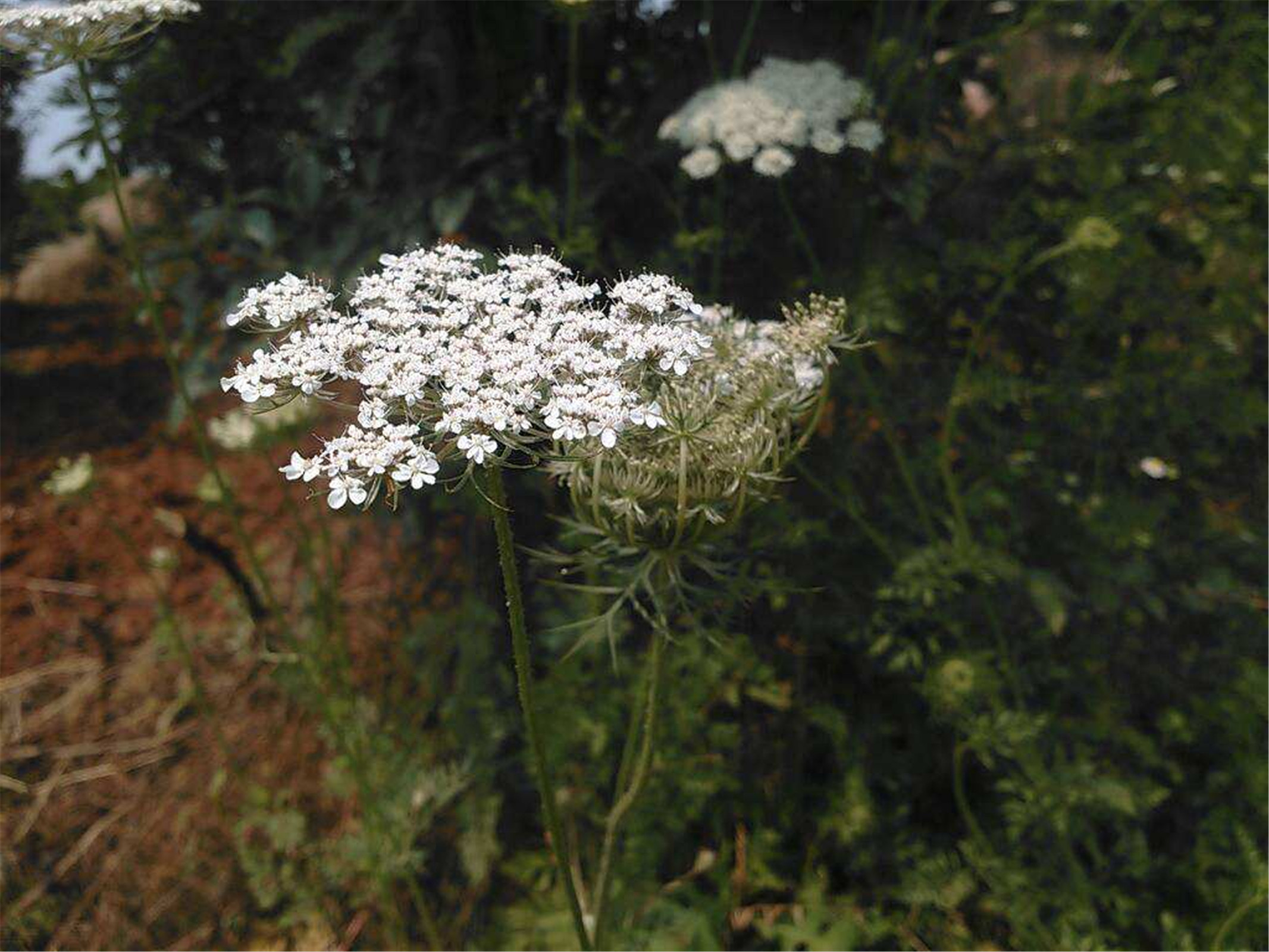 cnidii monnieri fructus