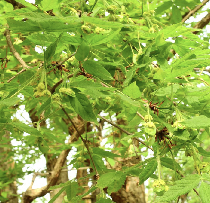  p>东北槭(学名: i>acer mandshuricum /i> maxim.