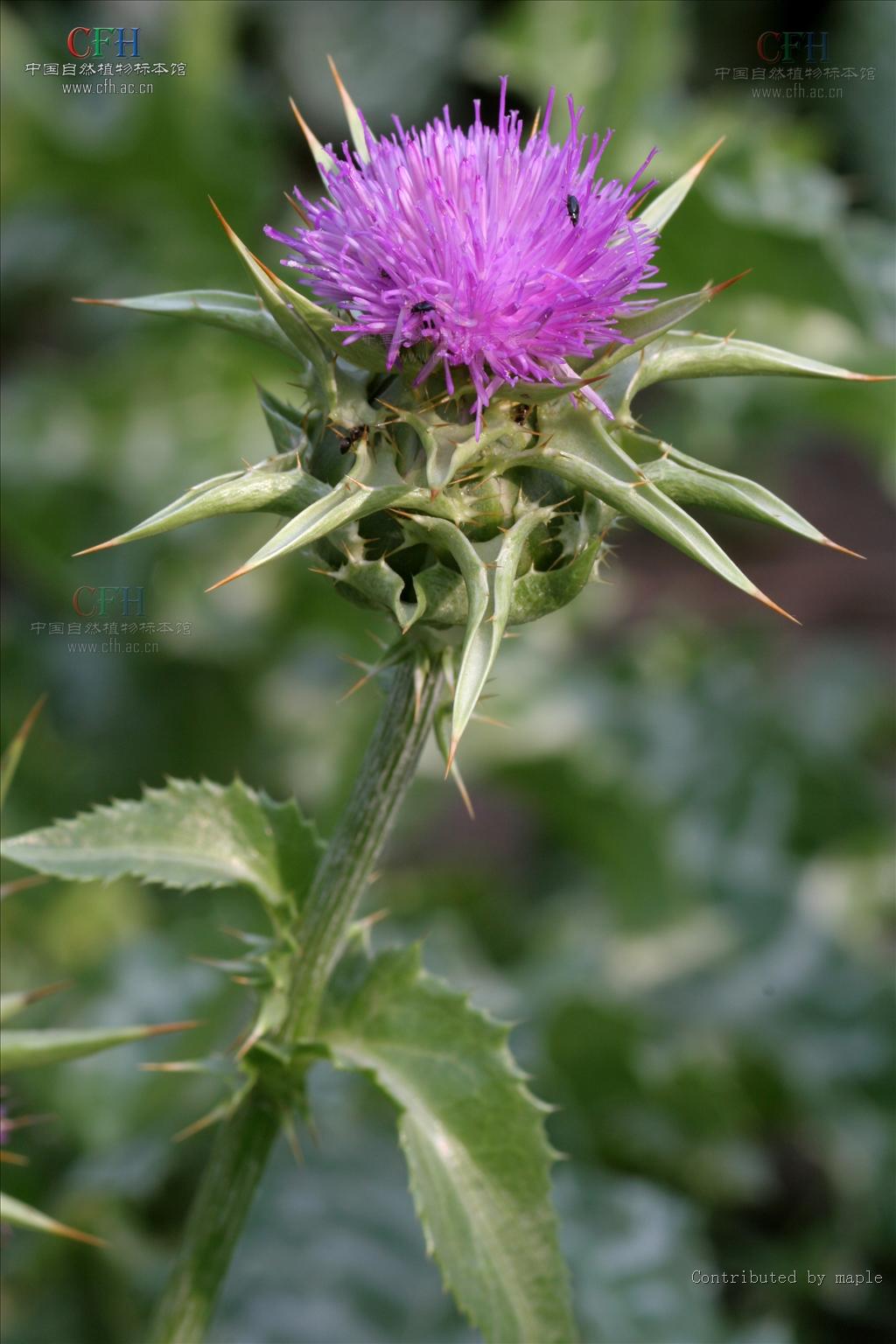  p>水飞蓟属(silybum adans.