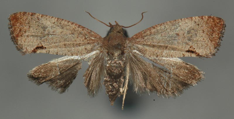 荔枝异型小卷蛾