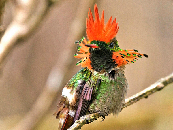  p>鸟类羽冠(bird crista):亦称 a href="#" data-lemmaid="22736143"