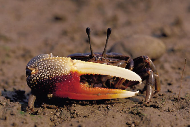 energetic fiddler crab