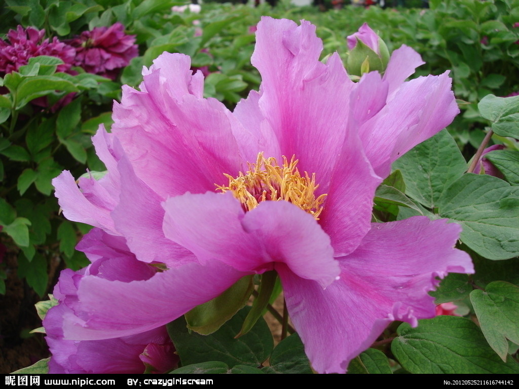  p data-id="gn50u9l8ex">似荷莲是芍药属牡丹栽培品种, b>种拉丁名: 