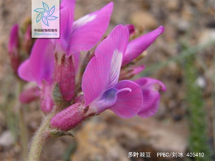  p>多叶棘豆(学名: i>oxytropis myriophylla /i>  (pall.) dc.