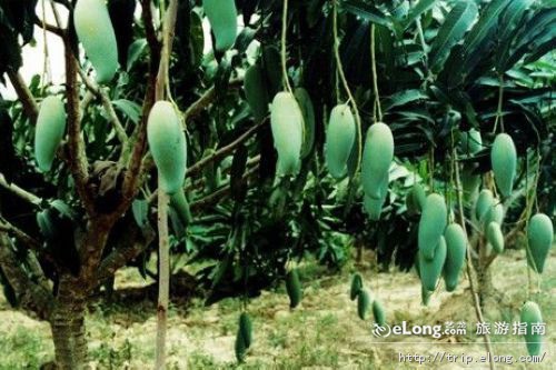 军屯热带花果园