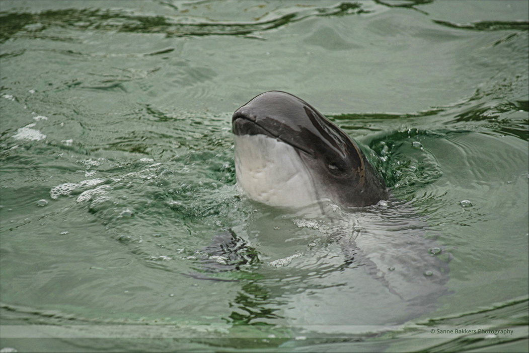  p>鼠海豚(拉 i>丁语学名phocoena phocoena) /i>是一种可以长至1.