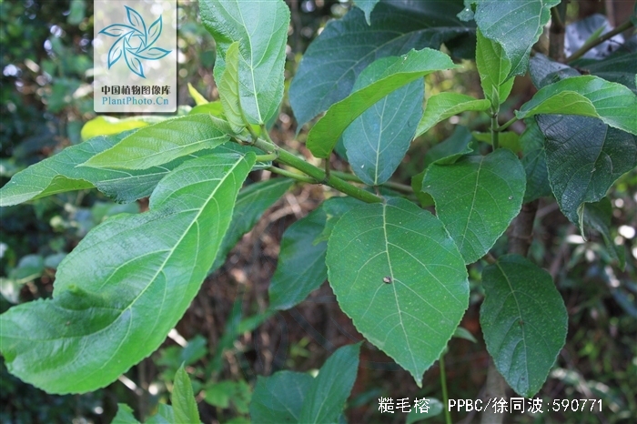  p>糙毛榕属于桑科榕属的常绿灌木或者小乔木,瘦果短椭圆形至透镜状.