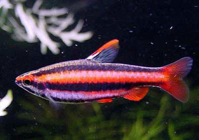  p>火焰铅笔,学名红带铅笔鱼(nannostomus mortenthaleri),为脂鲤目
