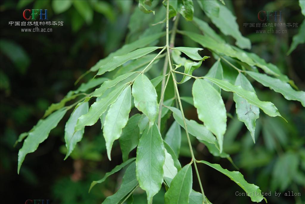  p>鱼骨木属植物.产广东,香港,海南,广西,云南和西藏的墨脱.