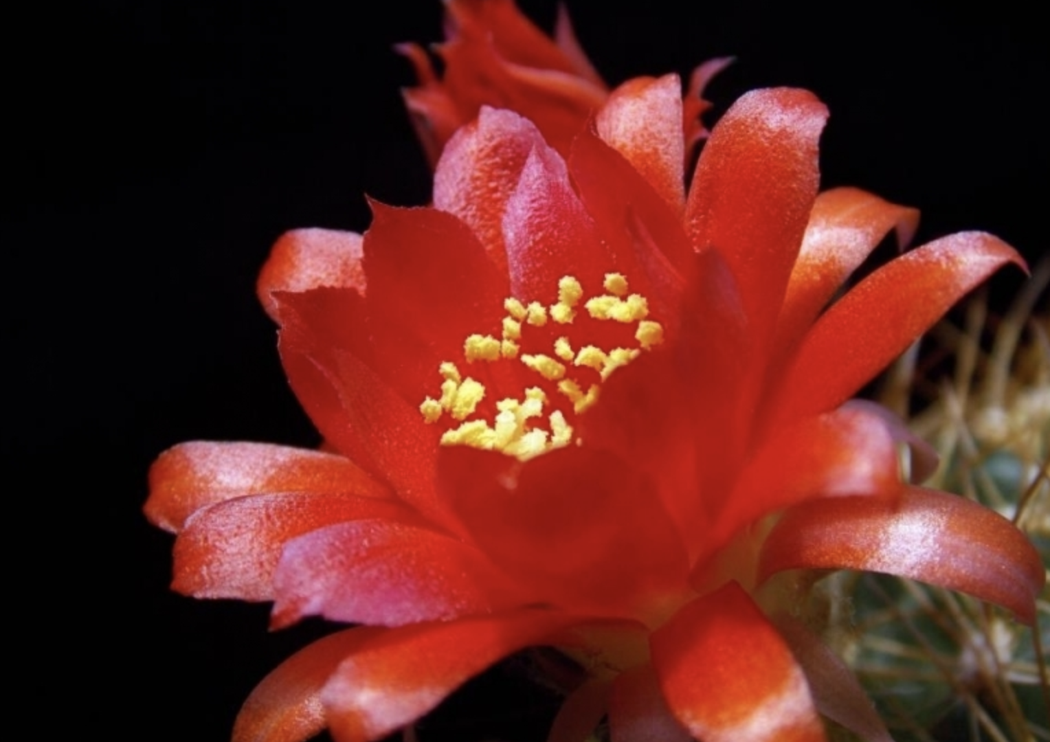 lobivia hermanniana