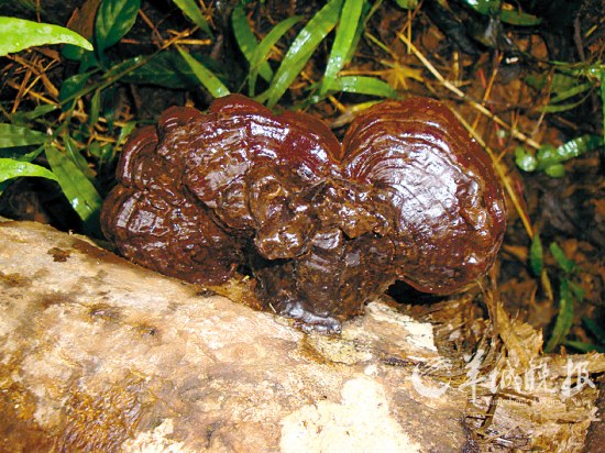  p>无柄紫灵芝是担子果一年生或多年生,无柄,木栓质到木质.