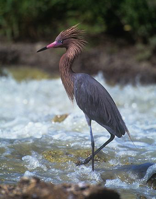  p>棕颈鹭(学名: i>egretta rufescens /i>):是一种中型 a target="