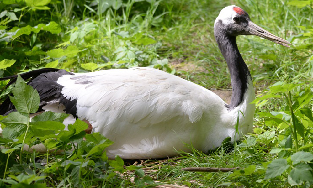  p>丹顶鹤(学名: i>grus japonensis /i>):是 a target="_blank" href