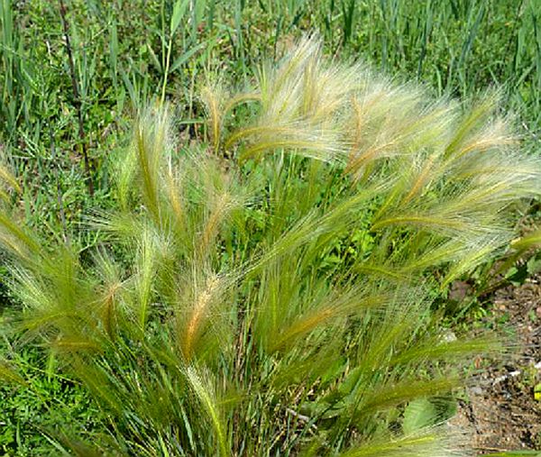  p>芒颖大麦草(学名: i>hordeum jubatum /i> l.