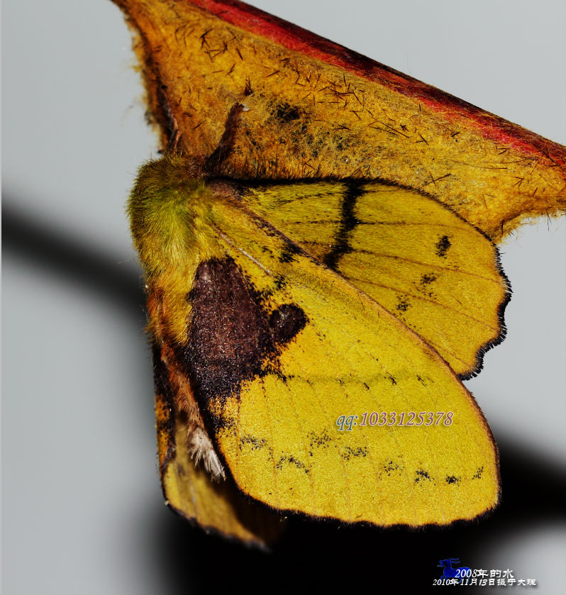 栎黄枯叶蛾