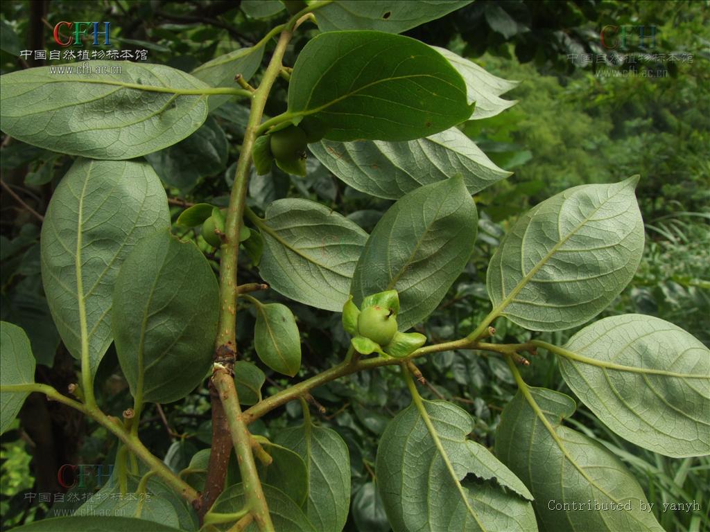  p>点叶柿,为 a href="#" data-lemmaid="2625119">柿属 /a>乔木,高约