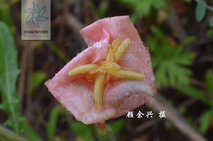  p>裂叶月见草,拉丁文名:oenothera laciniata hill.