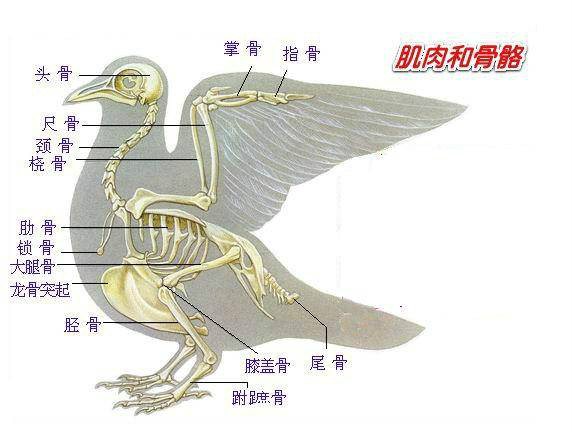 鸟类结构