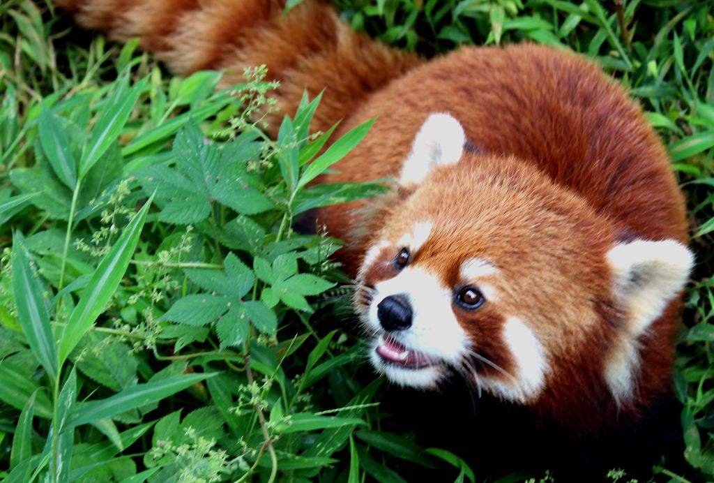 Lifelike_Red_Panda_Stuffed_Plu