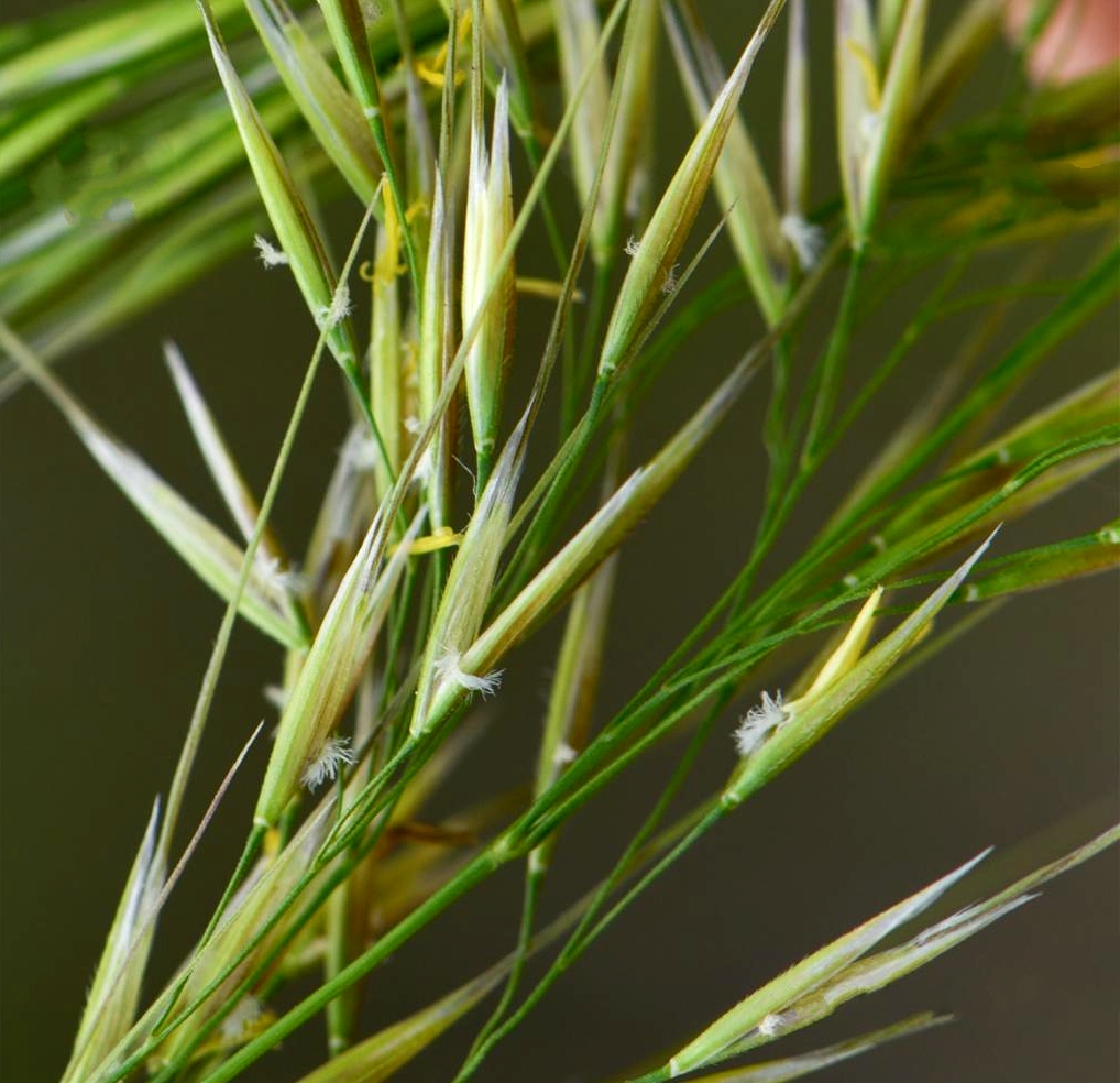 keng)是禾本科,芨芨草属多年生草本植物.