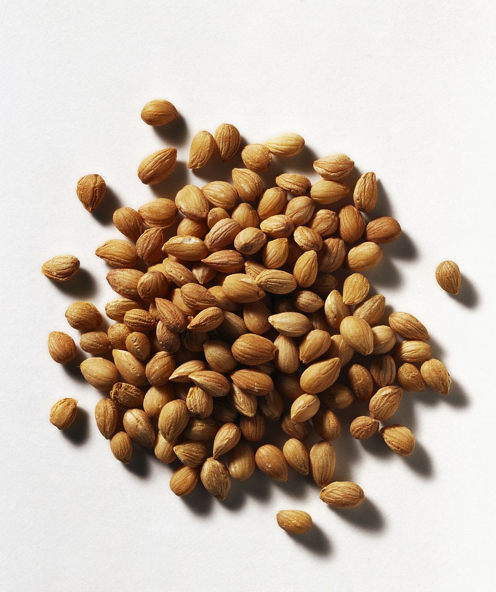  p>樱桃核,干燥果核呈扁卵形,长8～12毫米,直径7～9毫米,顶端略尖而微