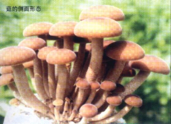 杨树菇白色变种 <a target="