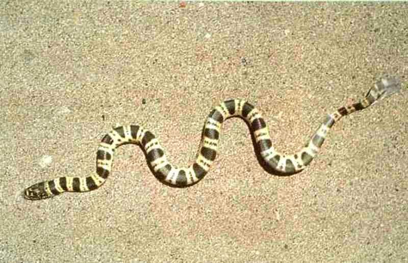  p>棘眦海蛇,是一种有毒蛇类,全长大约130厘米.