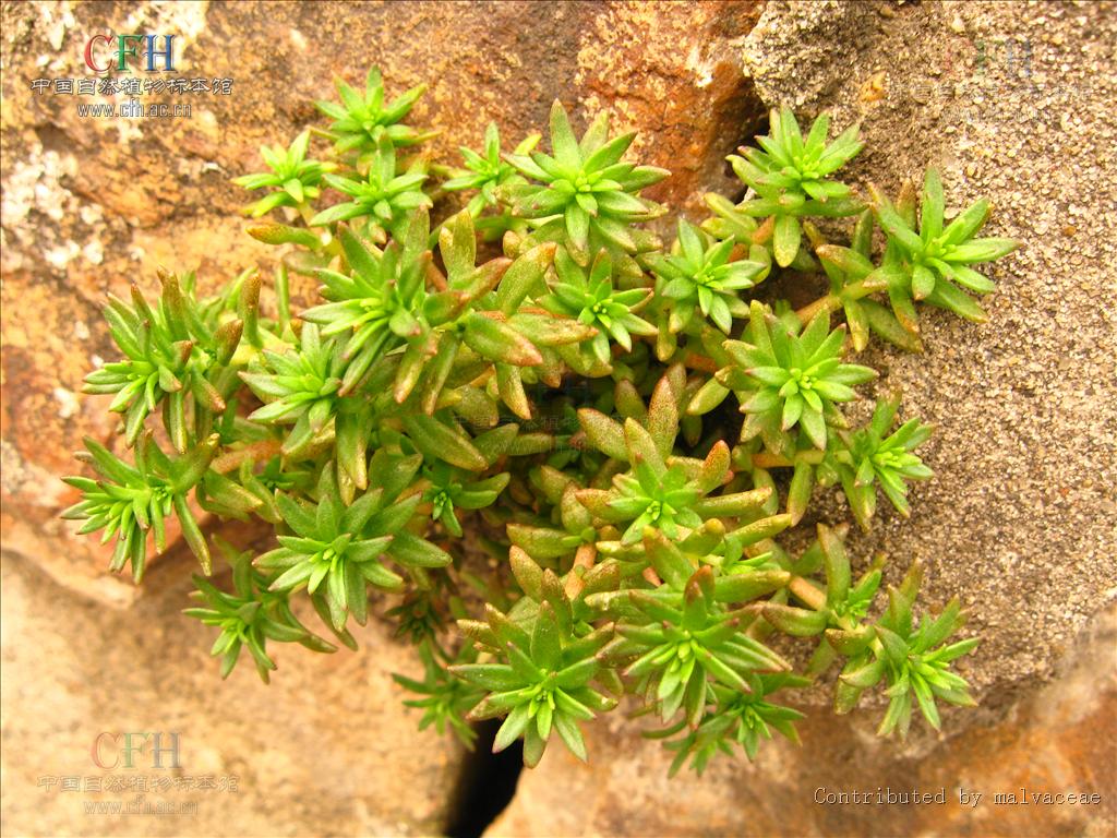  p>多年生草本.种子细小,长圆形,无翅,表面有乳头状突起.