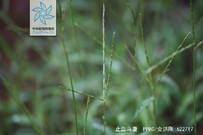  p>止血马唐(学名: i>digitaria ischaemum /i> (schreb.) schreb.