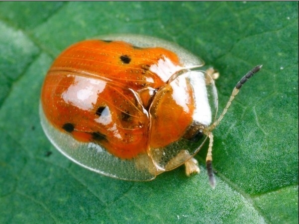  p>黄金龟甲虫(golden tortoise beetle)是一种世界上最小和最迷人的