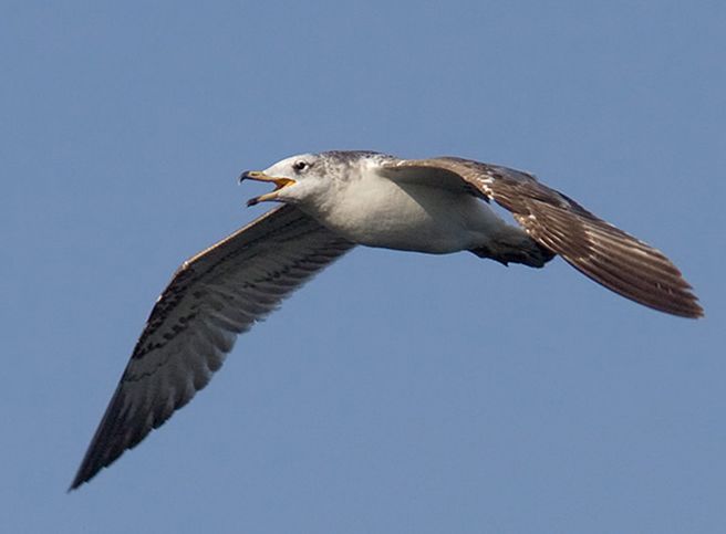  p>渔鸥(学名: i>larus ichthyaetus /i>)体长68厘米,是形体较大的背