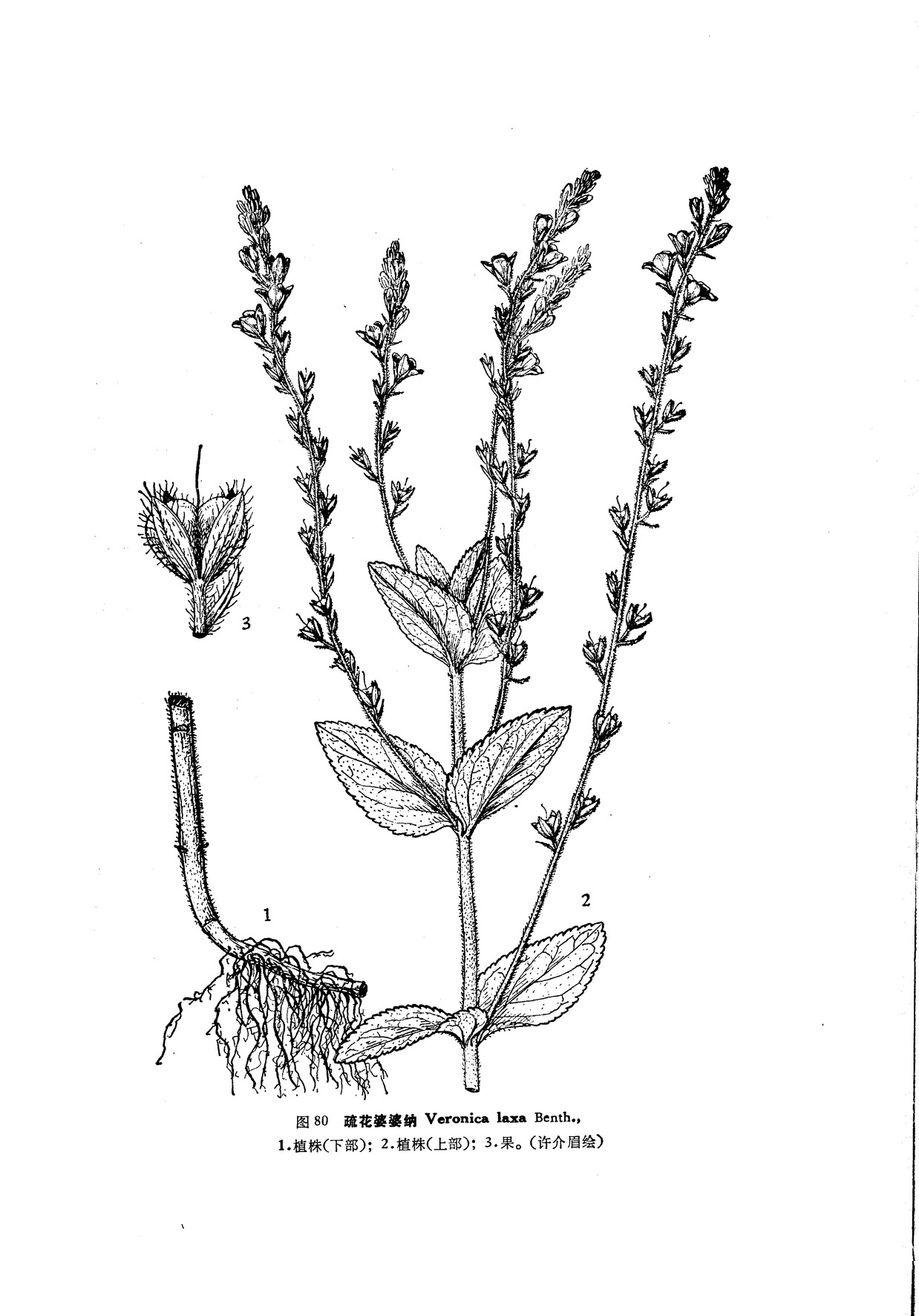  p>疏花婆婆纳植株高(15)50-80厘米,全体被白色多细胞柔毛,花期6月,生