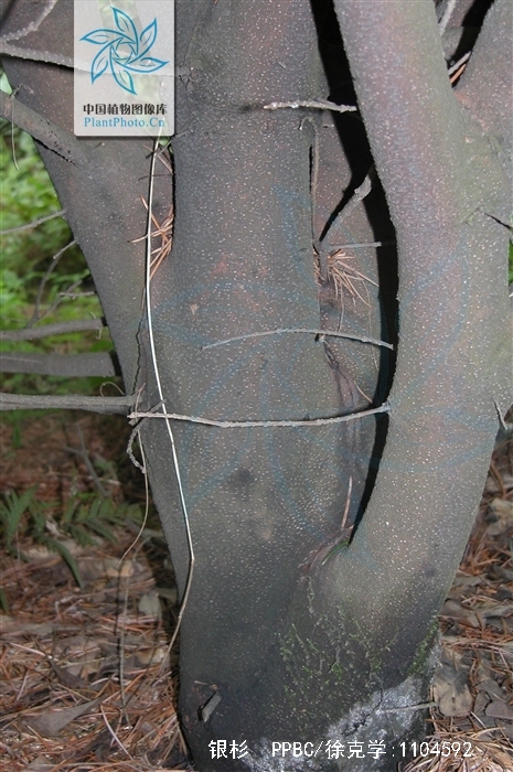  p>银杉(学名: i>cathaya argyrophylla  /i>chun et kuang):树皮暗