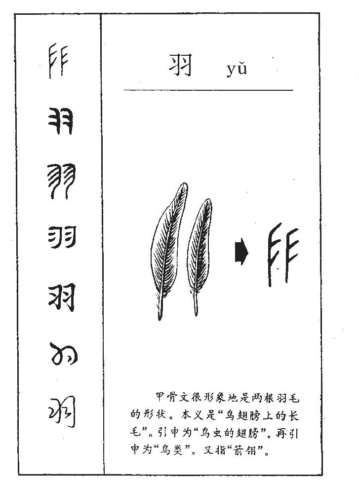 此字始见于商代甲骨文,其古字形像鸟类的羽毛,引申指代鸟类.